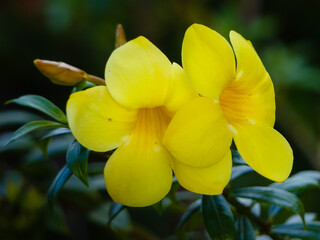 Yellow Allamanda flowers in bloom