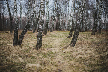 Path in birch forest in early spring with bright blue sky