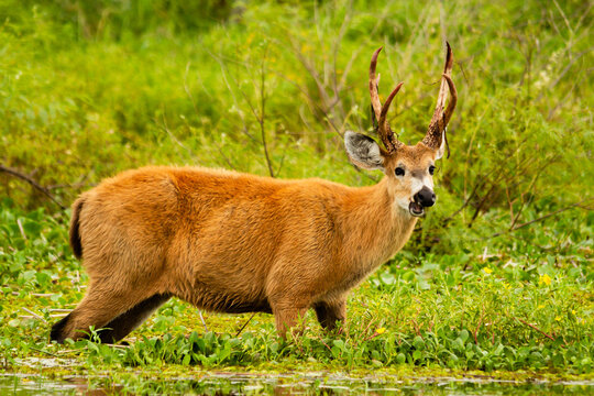 Male of Marsh deer -Blastocerus dichotomus- in Ibera wetland, Argentina