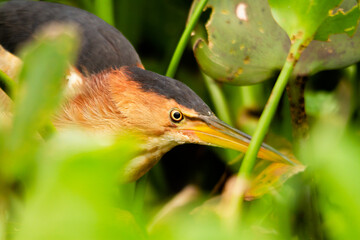 Least Bittern looking for food among the reeds and aquatic herbs.