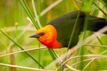 Scarlet-headed Blackbird preparing to fly away