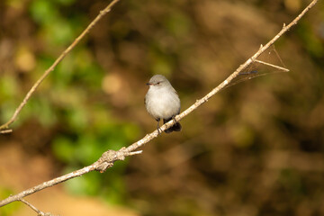 Small bird resting on a branch while looking for insects to feed in Ibera