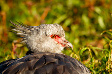 A southern screamer, Chauna torquata, close up portrait.