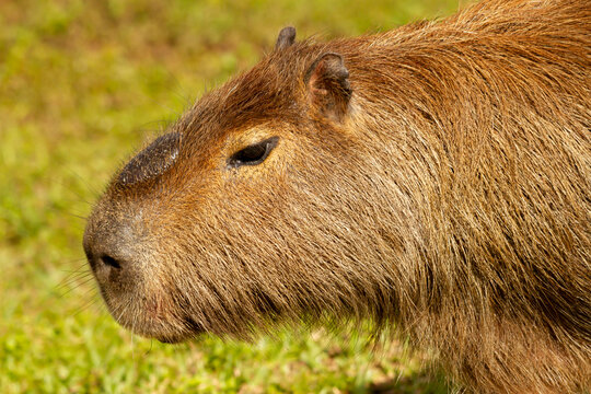 Capibara resting in Ibera Wetland