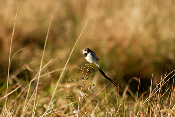 Yetapa bird resting on a branch while looking for insects to feed in Ibera