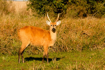 Male of Marsh deer -Blastocerus dichotomus- in Esteros del Ibera, Argentina