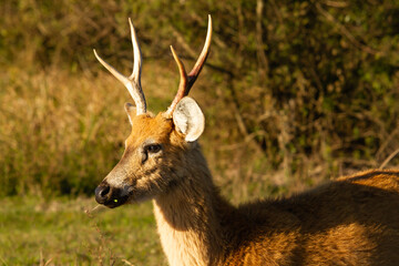 Male of Marsh deer -Blastocerus dichotomus- in Esteros del Ibera, Argentina