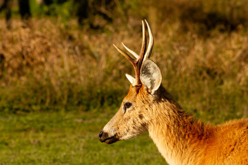 Male of Marsh deer -Blastocerus dichotomus- in Esteros del Ibera, Argentina
