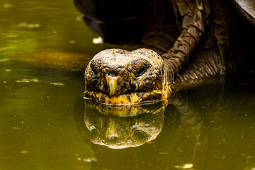 Galapagos Tortoise in pond