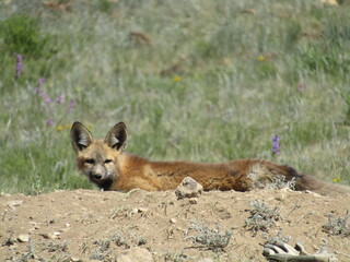 Brown fox laying in a field with wildflowers.