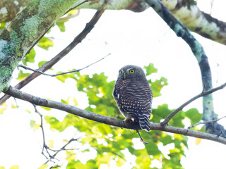 Collared Owlet (Glaucidium brodiei) perched on a branch and looking over its shoulder at the camera