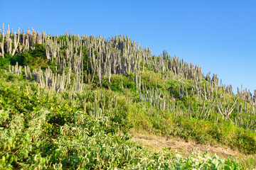 View of the vegetation of the Atlantic Forest in Arraial do Cabo in Brazil..
