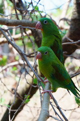 two green parakeets on a branch