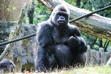 Berggorilla im Duisburger Zoo in Deutschland