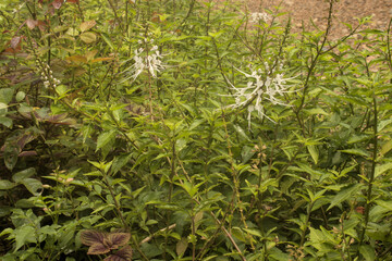 Spider lilies in a garden setting