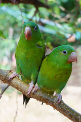 two green parakeets on a branch