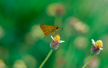 Orange butterfly on a yellow flower