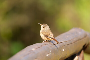 small brown bird perched on a fallen log with blurred background in Ibera wetland.