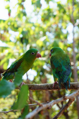 Fototapeta na wymiar two green parakeets on a branch