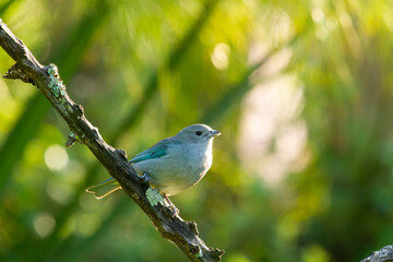 Sayaca Tanager on a branch in the tropical forest in Corrientes, Argentina