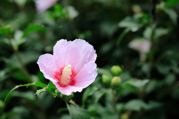 아름다운 무궁화