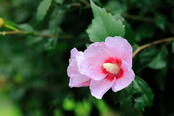 아름다운 무궁화