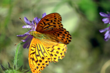 Schmetterling (Distelfalter) an einem Waldweg in Aachen in Deutschland