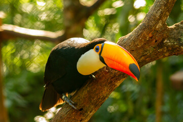 Toco Toucan outdoors perched on a branch leaning forward showing its huge orange and yellow beak...