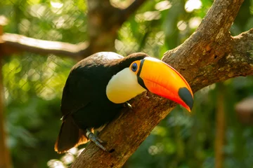 Foto op Aluminium Toco Toucan outdoors perched on a branch leaning forward showing its huge orange and yellow beak with a bluish spot. Misiones Argentina. © HC FOTOSTUDIO