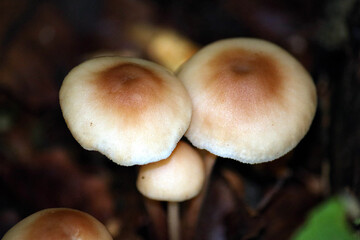 Pilz an einem Waldweg in Aachen in Deutschland