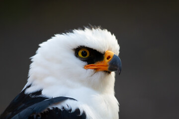 portrait of a widow eagle or white and black hawk-eagle in the mission region between Argentina and Brazil. The white head, a black mask and the yellow and black hooked beak are observed