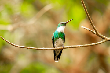 Fototapeta na wymiar white-throated hummingbird perched on a branch