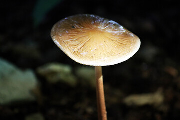 Pilz an einem Waldweg in Aachen in Deutschland