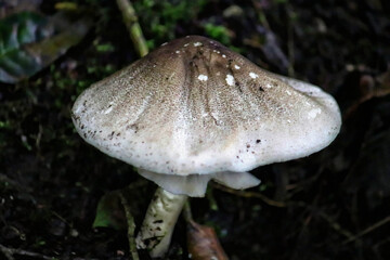 Pilz an einem Waldweg in Aachen in Deutschland