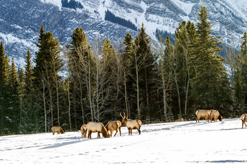 rocky mountain landscape with reindeer, Banff, Canada