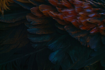 Obraz premium beautiful feather texture