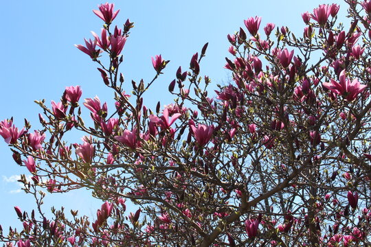market pro photo magnolia