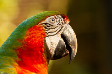 Close-up of the head of a multicolored macaw. Striae or lines of black feathers are observed, various colors on the head and the great metallic beak.