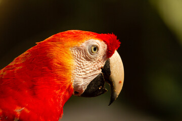 Close-up of the head of a scarlet macaw.