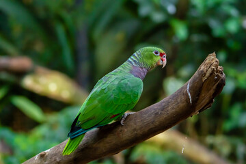 Beautiful Brazilian parrot of all green color resting on a branch in the jungle of Brazil.