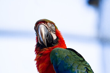 Close-up of the head of a multicolored macaw. Striae or lines of black feathers are observed, various colors on the head and the great metallic beak.