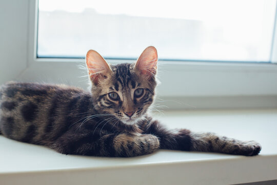 Cute charcoal bengal kitty cat laying windowsill and relaxing. © Smile