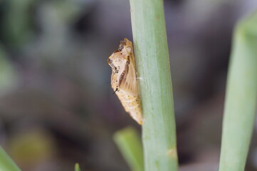 Buterfly