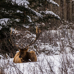 reindeer buck in the snow