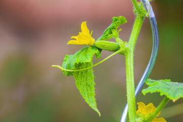 a fresh green cucumber on a plant in the seasonal garden