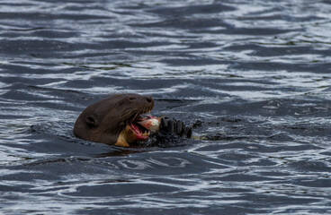 giant otter eating fish, Amazon