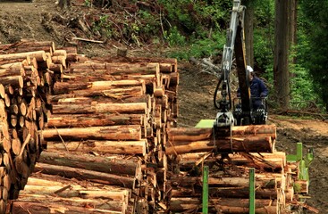 杉材を貯木する