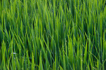 green grass background