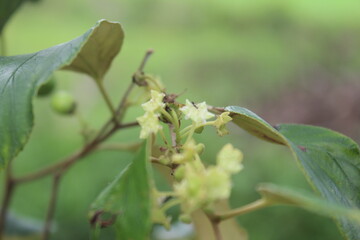 little flowers, buds, leaves dan branch, close up little flowers, details, Indonesia's landscape