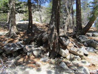 Tree trunk roots wrapped around boulders in the forest.
